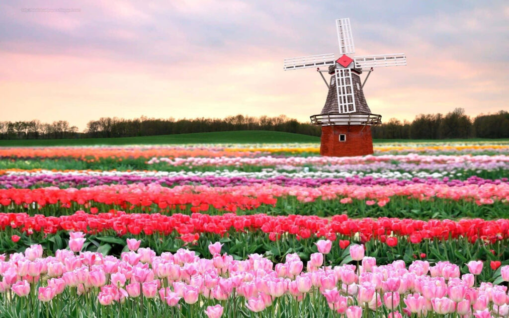 Vibrant Tulip Field Wallpaper with Windmill and Colorful Sky