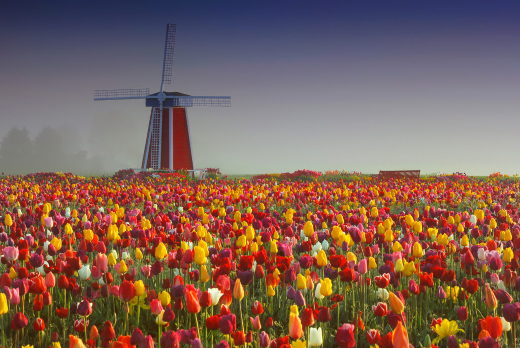 Vibrant Tulip Field & Classic Windmill: Serene Spring Landscape Wallpaper