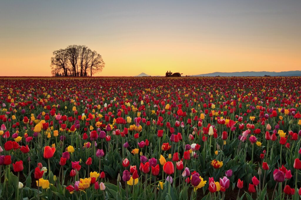 Vibrant Tulip Field at Sunset: Nature's Colorful Landscape Wallpaper