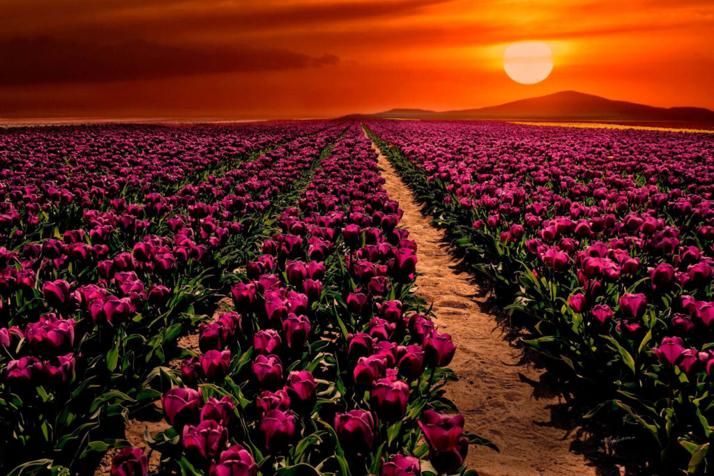 Vibrant Tulip Field at Sunset: Stunning Evening Background Wallpaper