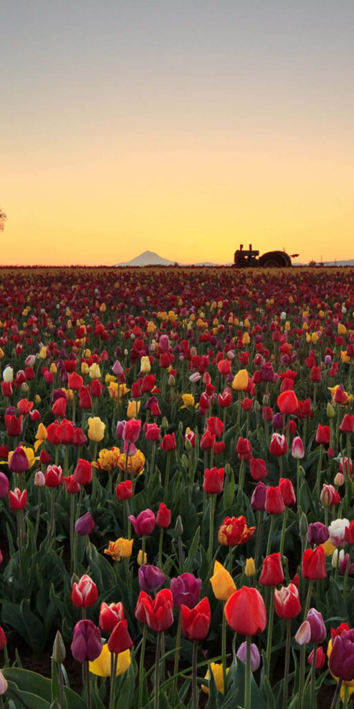 Colorful Tulip Field at Sunset with Rustic Tractor Silhouette Wallpaper