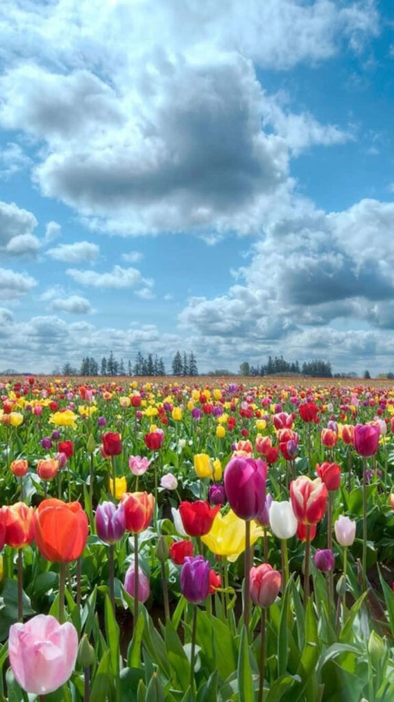 Colorful Tulip Field iPhone Wallpaper with Lively Cloudy Sky