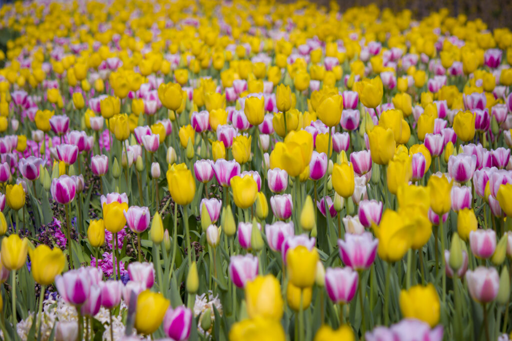 Colorful Tulip Field in Full Bloom: Spring's Vibrant Floral Scene Wallpaper
