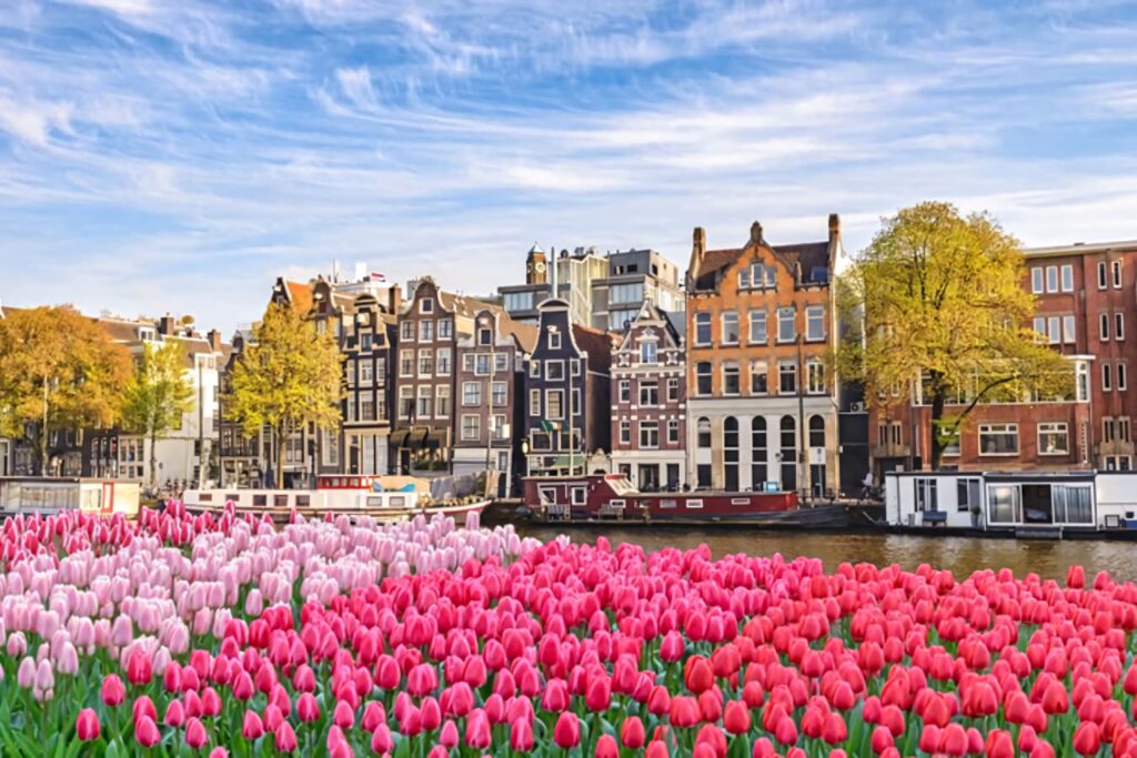 Vibrant Tulip Fields & Dutch Architecture: Serene Netherlands Wallpaper