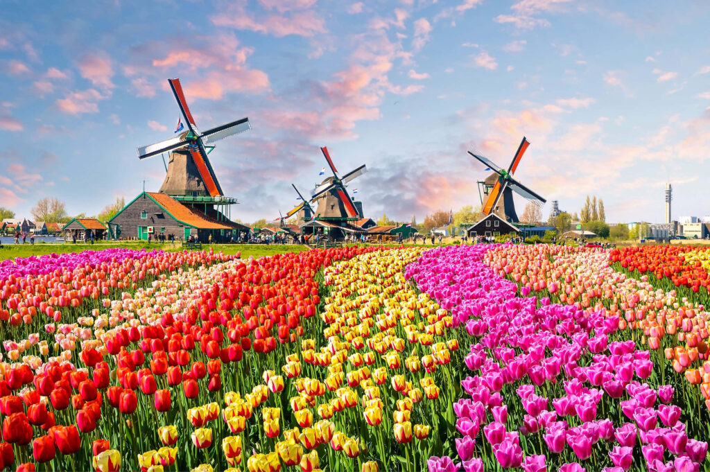 Vibrant Tulip Fields & Windmills - Stunning Nature Wallpaper