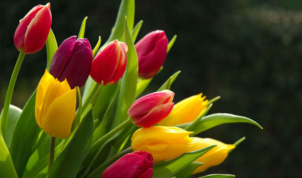 Vibrant Tulip Wallpaper: Bright Red, Yellow & Pink Blooms on Dark Background