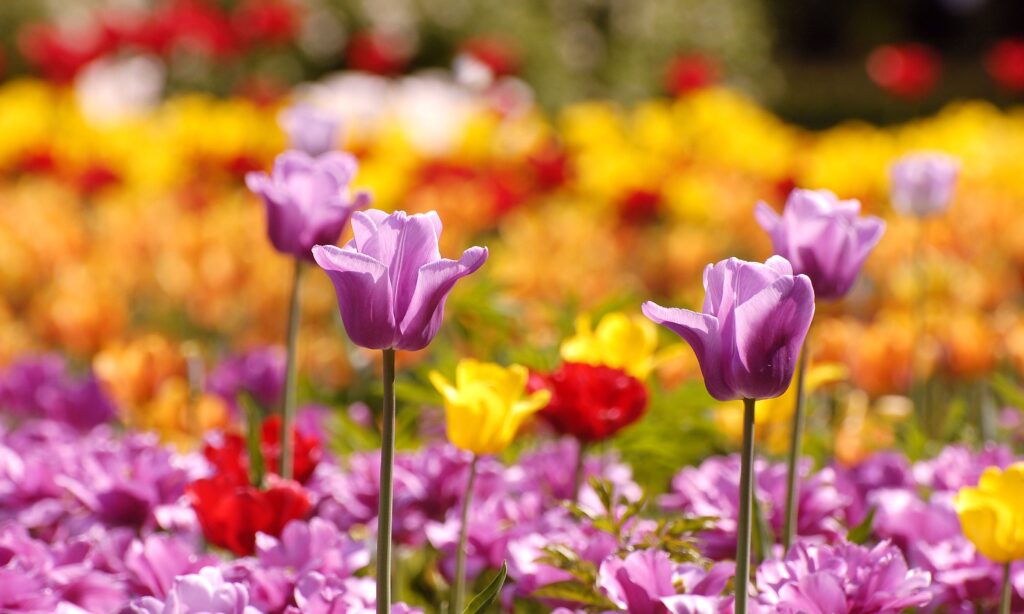 Colorful Tulip Flowerbed Wallpaper: Dreamy Blooming Scene