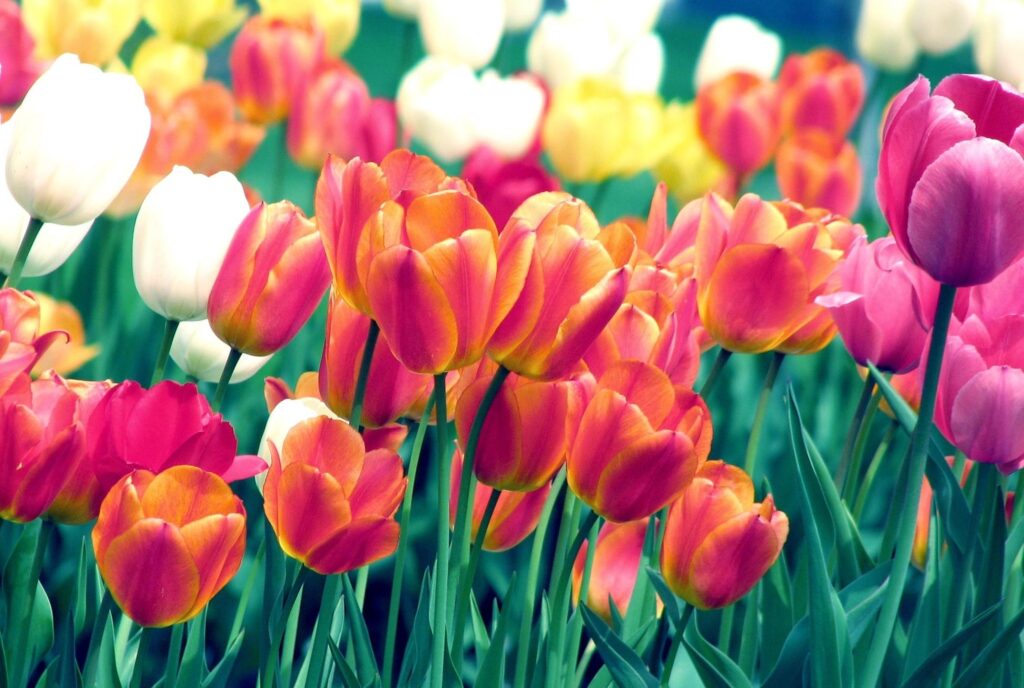 Vibrant Tulip Flowerbed: Colorful Spring Bloom in Stunning Detail Wallpaper
