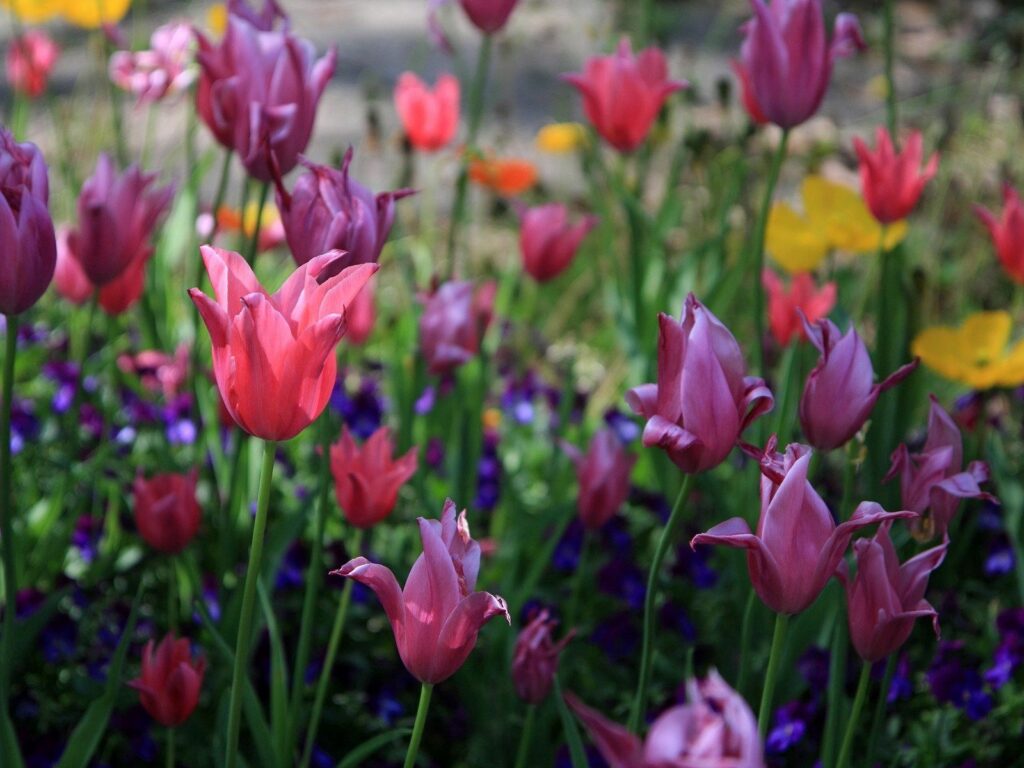 Stunning Tulip Flowerbed Wallpaper - Colorful Spring Background (1600x1200)