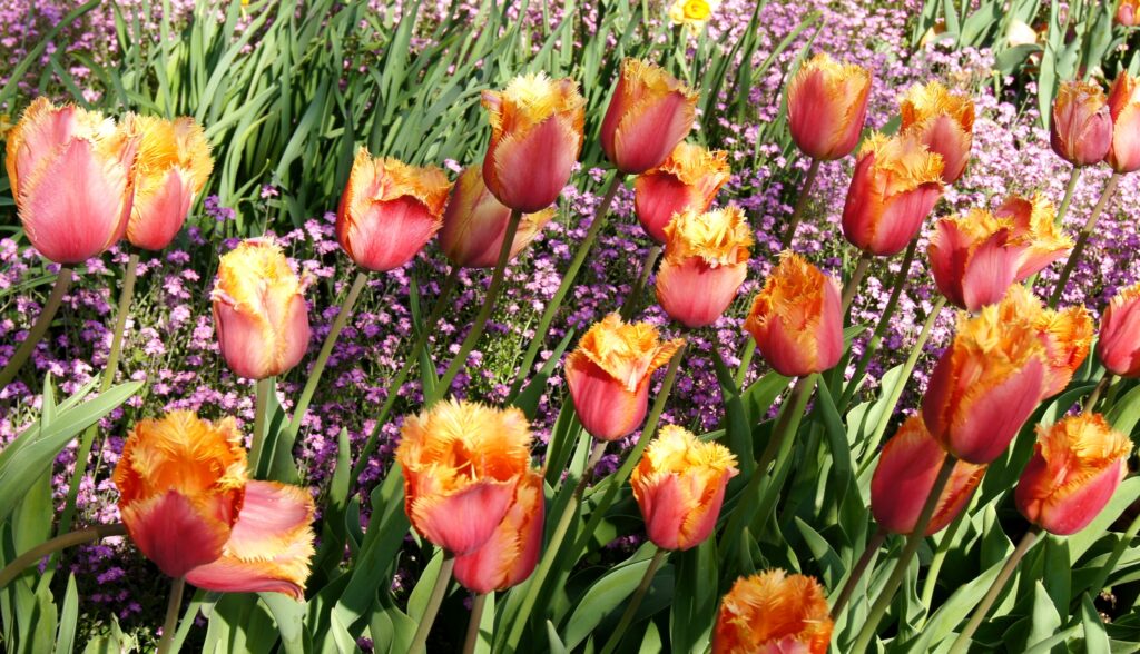 Vibrant 2820x1620 Tulip Flowerbed Wallpaper - Spring Beauty Background