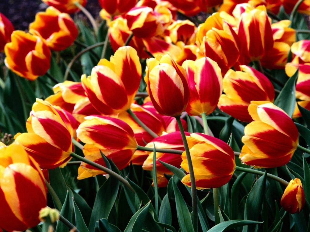 Vibrant Tulip Flowerbed Wallpaper - Springtime Freshness Background