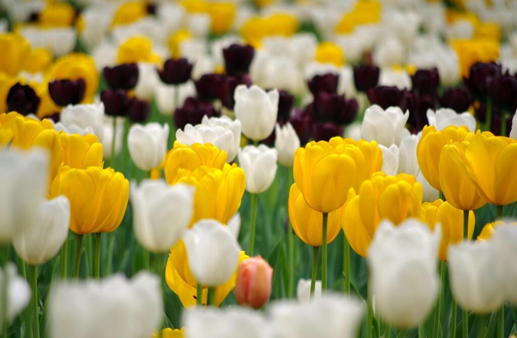 Vibrant Flowerbed Wallpaper: Multicolored Tulips for Spring Background