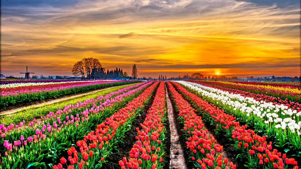 Vibrant Tulip Fields & Windmill at Sunset - Dutch Countryside Beauty Wallpaper