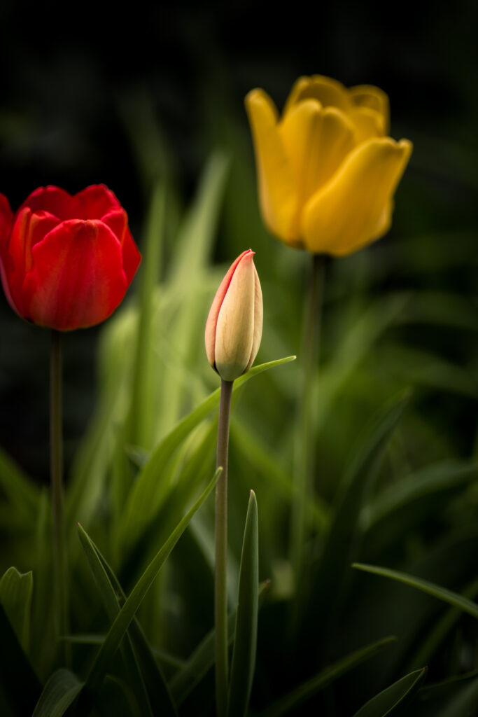 Vibrant Tulip Wallpaper: Pastel Buds & Bold Red-Yellow Blooms