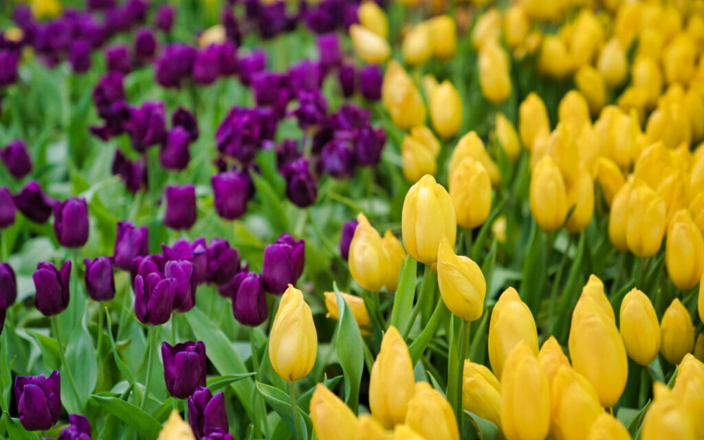 Vibrant Tulip Wallpaper: Striking Yellow & Purple Floral Background
