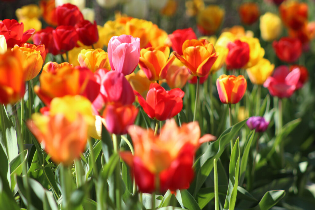 Vibrant Tulip Wallpaper: Celebrate Spring with Lively Colors
