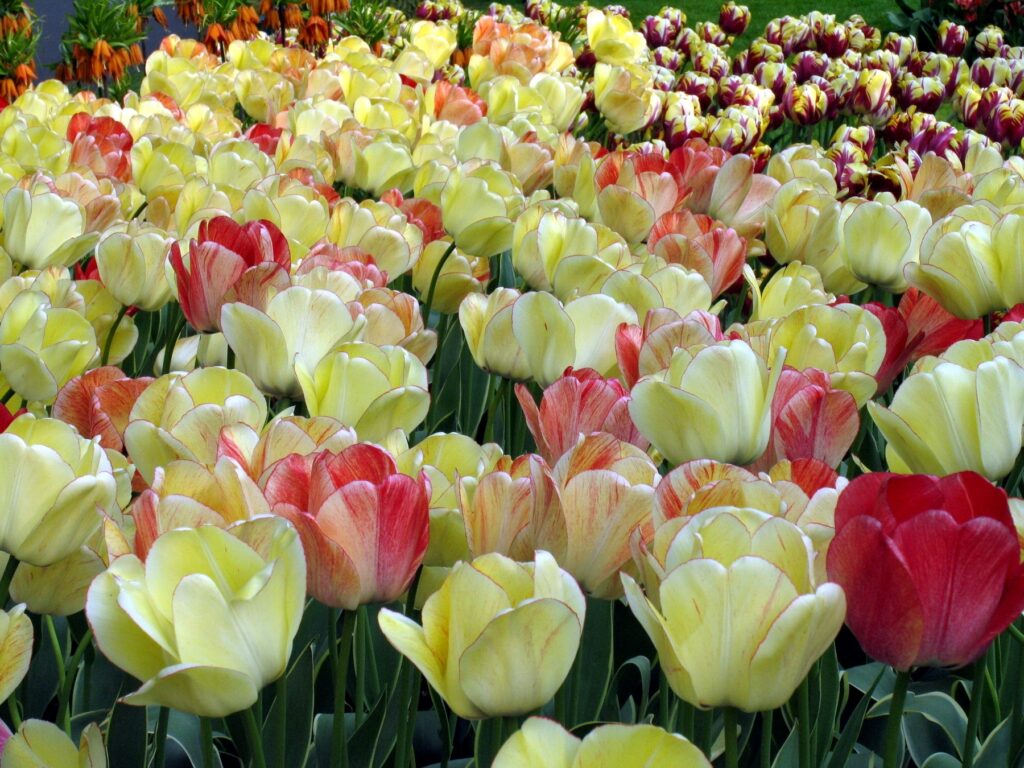 Vibrant Tulip Close-Up Wallpaper: Spring Colors & Refreshing Beauty
