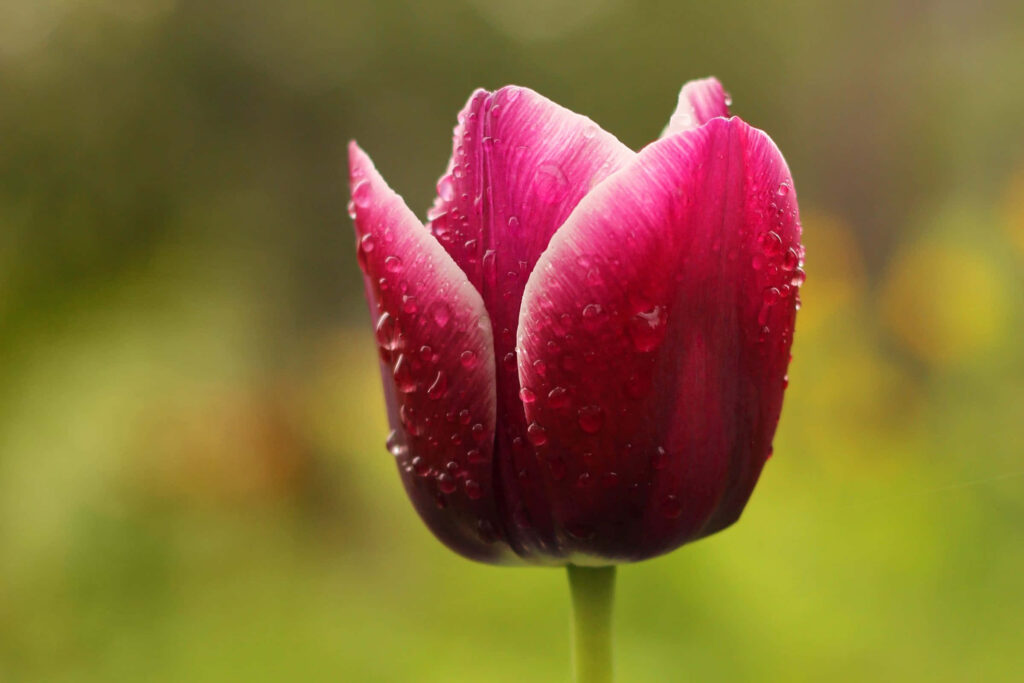 Vibrant Tulip in Bloom: Elegant Close-Up with Soft Focus Background Wallpaper