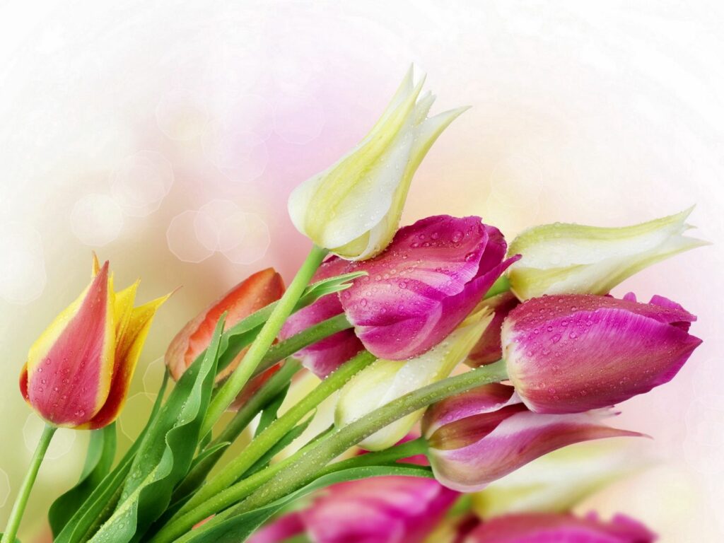 Colorful Tulip Bouquet Wallpaper with Dew Drops - 1600x1200 Background