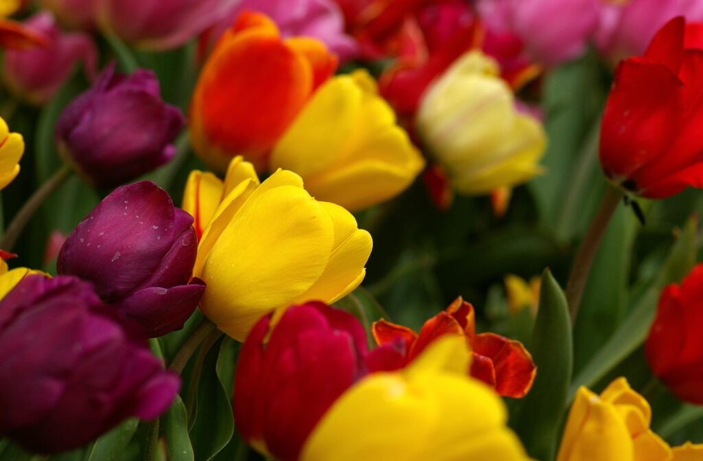 Vibrant Tulip Wallpaper: Colorful Close-Up with Dew Drops