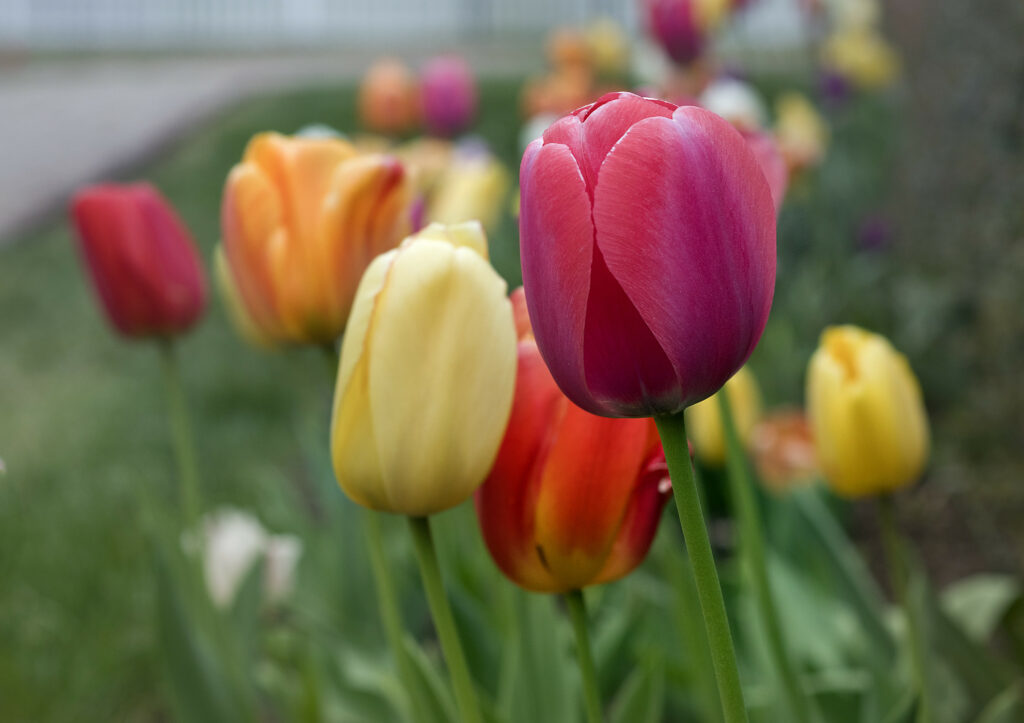 Colorful Tulips Wallpaper: Vibrant Floral Display for Your Screen