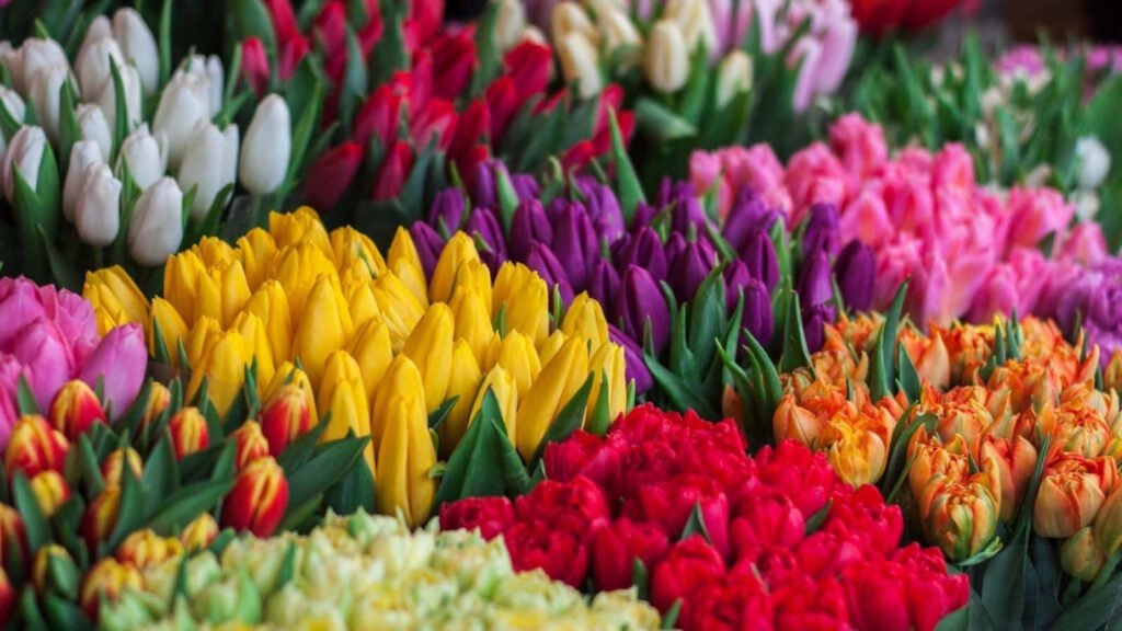 Vibrant Tulip Wallpaper: Colorful Floral Background for Your Space