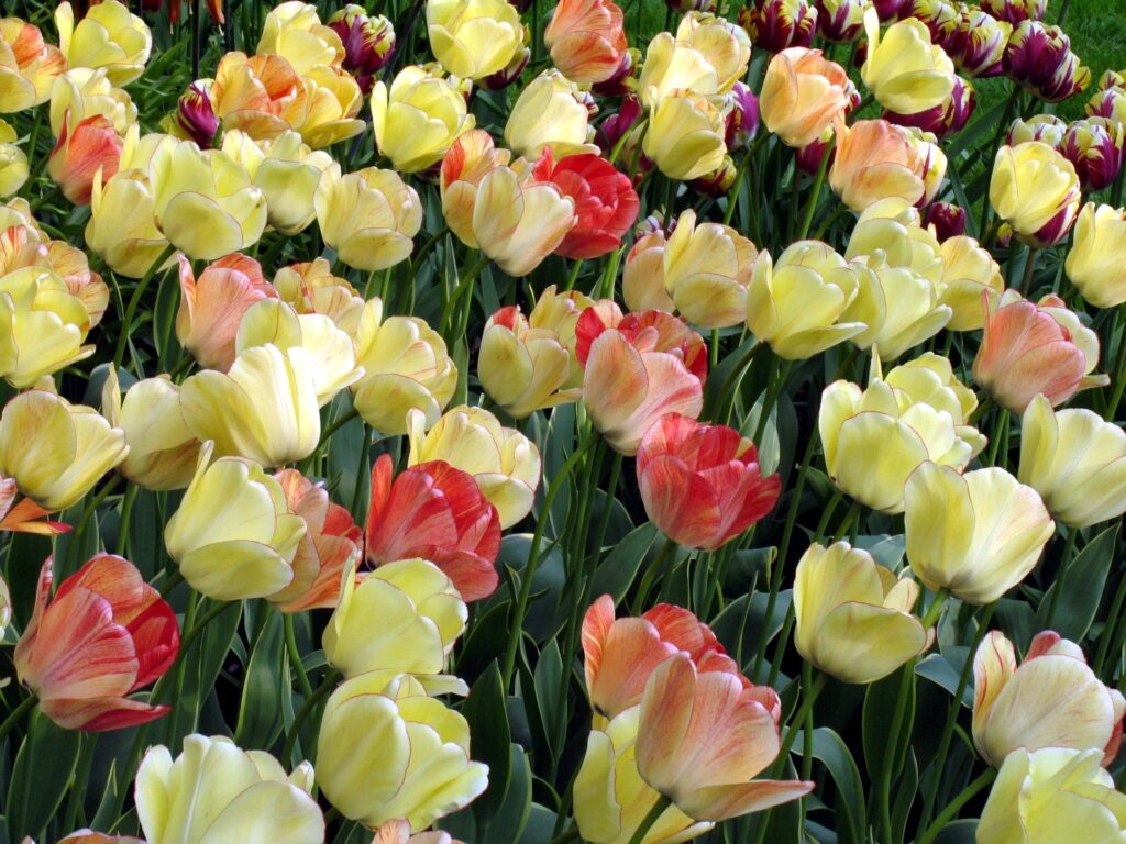 Vibrant Tulip Flowerbed Wallpaper: Springtime Beauty Background