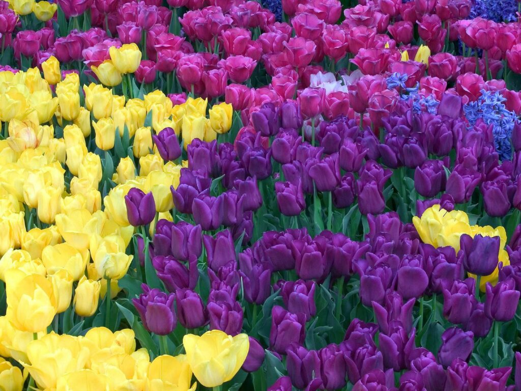 Vibrant Tulip Flowerbed Wallpaper: Springtime Colors in Bloom