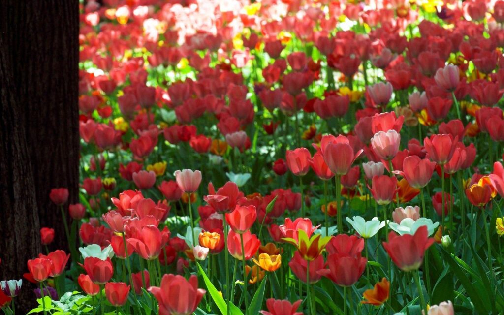 Vibrant Tulip Wallpaper: Colorful Flowers in Sunlit Green Park