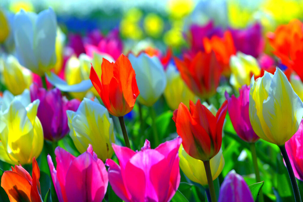 Colorful Tulips in Bloom: Vibrant Spring Wallpaper Background