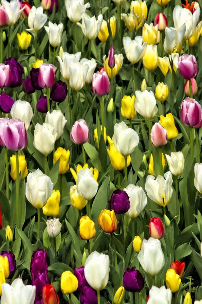 Colorful Tulips Wallpaper: Vibrant Spring Background for Your Space