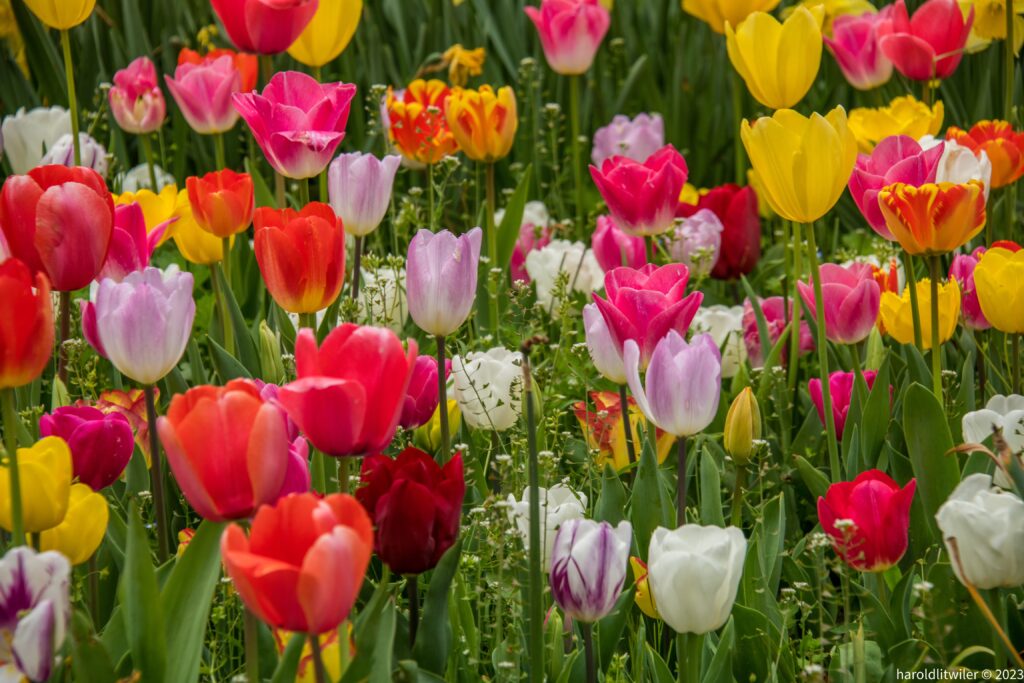 Vibrant Tulip Wallpaper: Colorful Spring Background in Bloom