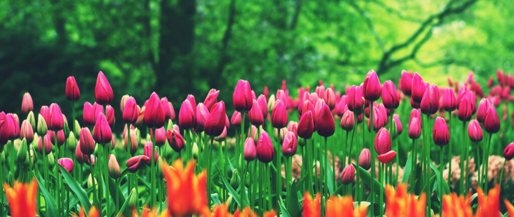 Vibrant Tulip Field Wallpaper: Colorful Springtime Bliss