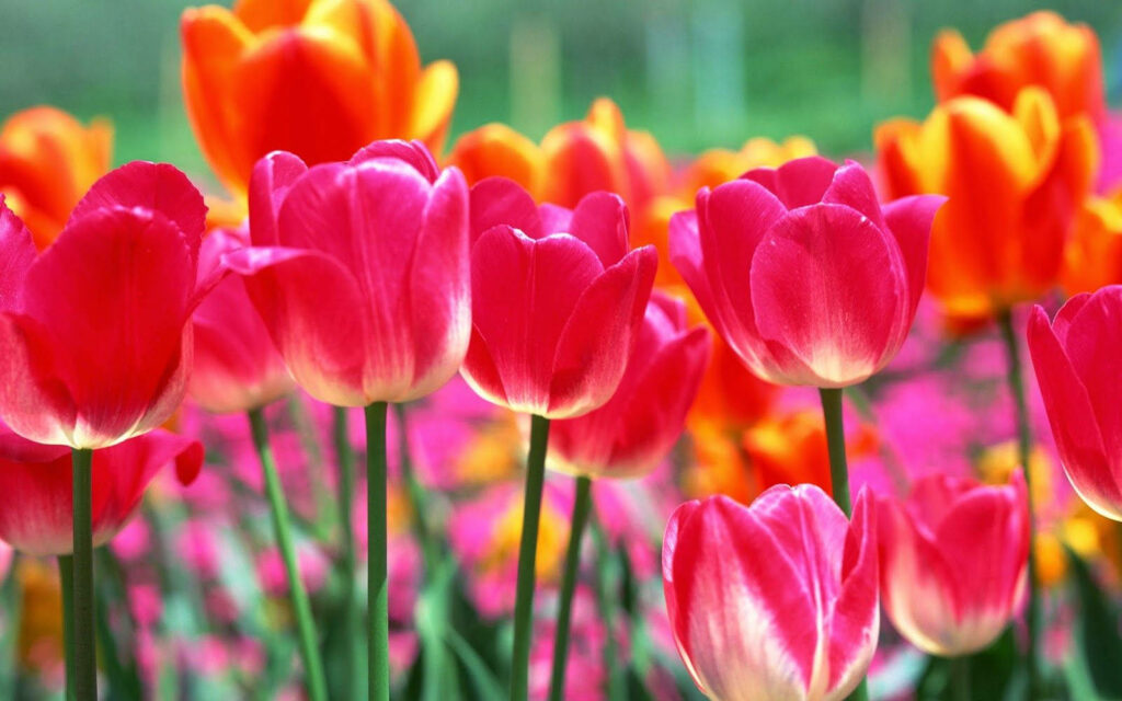 Vibrant Spring Tulips: Colorful Floral Wallpaper Background