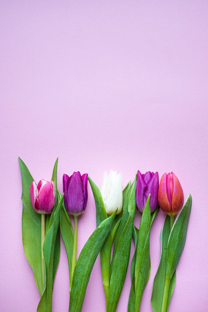 Vibrant Tulips Wallpaper: Colorful Spring Blooms on Soft Pink Background