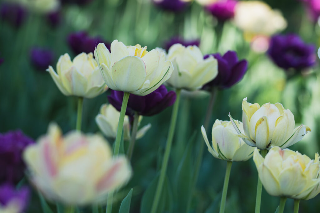 Stunning Tulip Wallpaper: Vibrant Pastels & Elegant Blooms Background