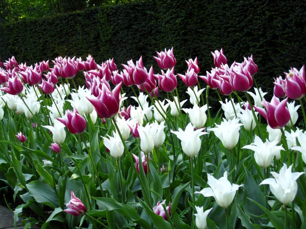 Vibrant Tulip Wallpaper: Pink & White Blooms in Beautiful Park Setting