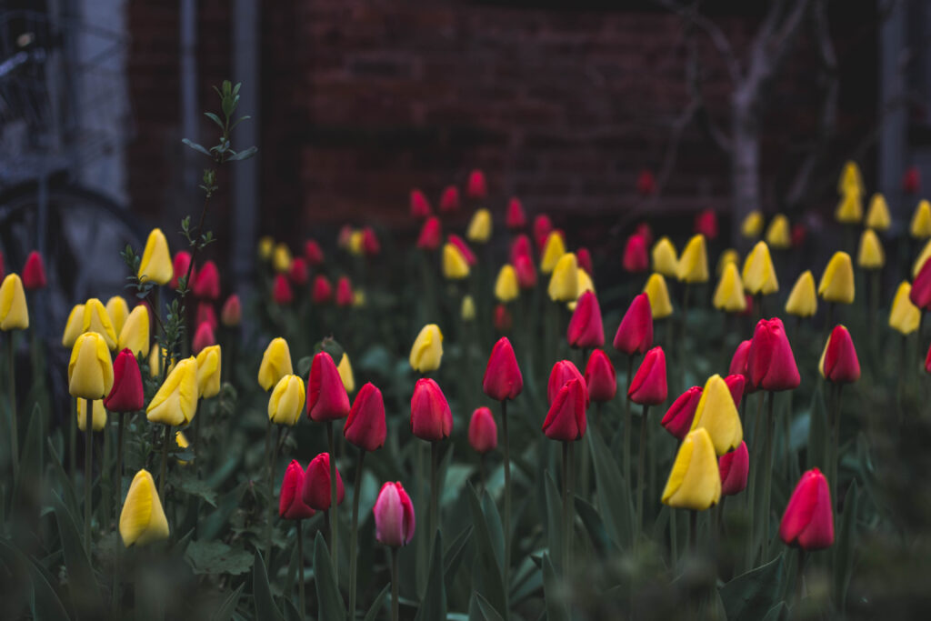 Vibrant Tulip Wallpaper: Bright Red & Yellow Blooms on Soft Background