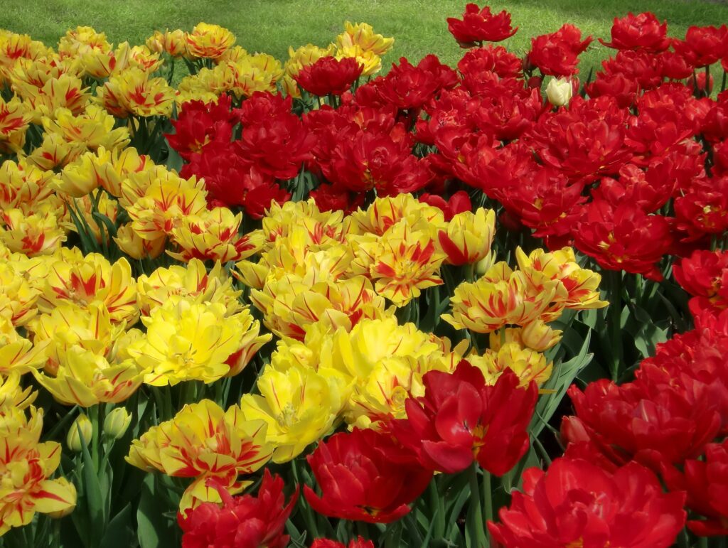 Vibrant Tulip Wallpaper: Lush Red & Yellow Flowerbed Background