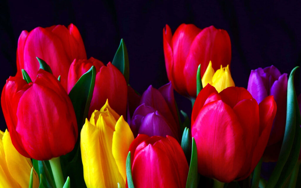 Vibrant Red, Yellow & Purple Tulips on Dark Background - Floral Beauty Wallpaper