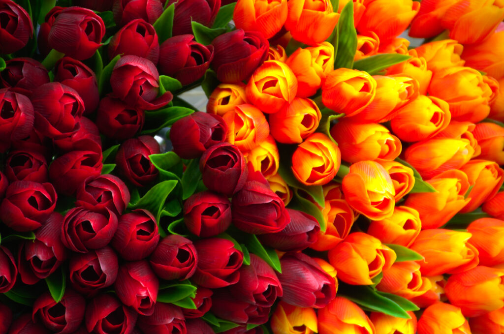 Vibrant Tulip Wallpaper: Close-Up of Rich Red & Yellow Petals