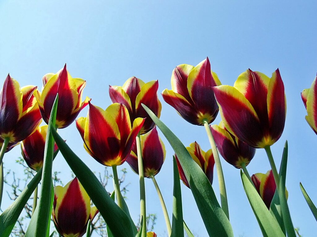 Vibrant Tulips in Bloom Against Blue Sky - Spring Background Wallpaper