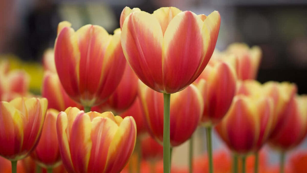 Vibrant Tulip Field Wallpaper - Colorful Red & Yellow Background