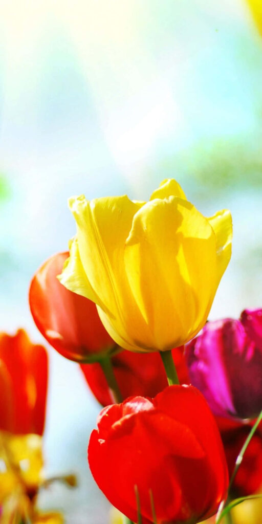 Vibrant Tulip Wallpaper: Stunning Yellow & Red Floral Background