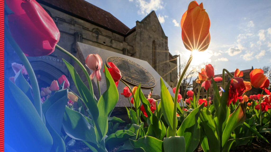 Sunlit Tulips Against Historic Building - Vibrant Wallpaper Background