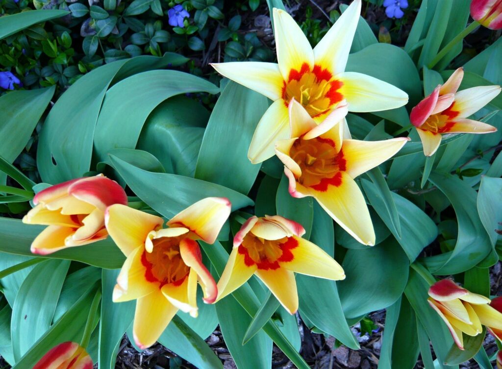 Vibrant Tulips in Yellow & Red – Colorful Floral Wallpaper Background