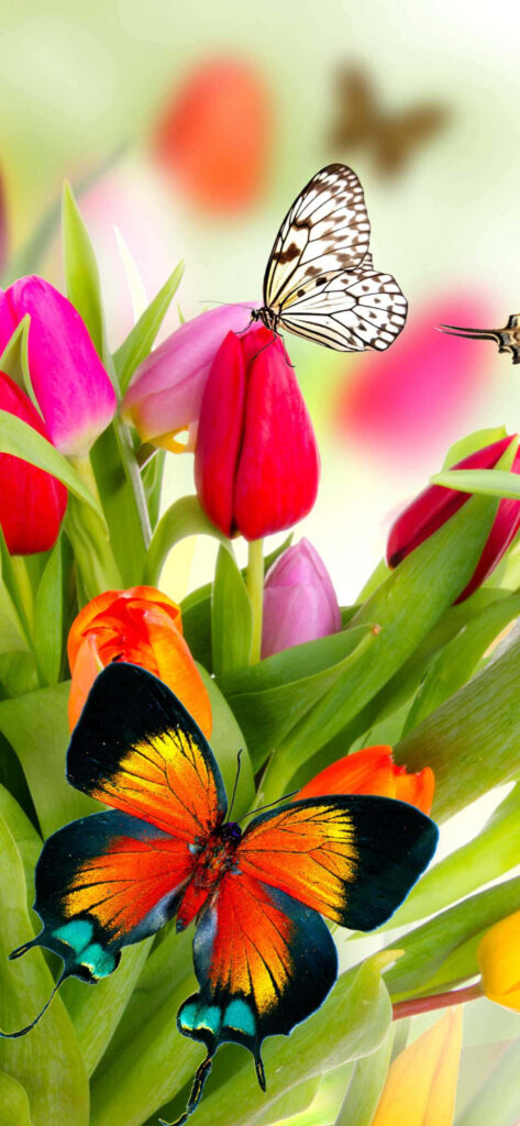 Vibrant Tulip and Butterfly Wallpaper: Cheerful Colorful Background