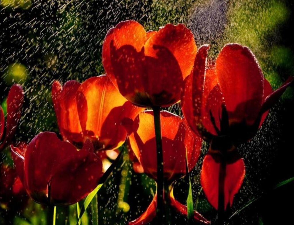 Vibrant Tulip Wallpaper: Freshness with Raindrops & Sunlit Beauty