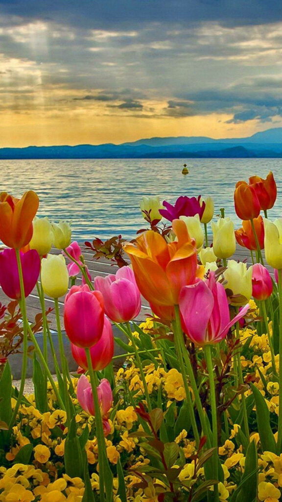 Vibrant Tulip iPhone Wallpaper: Colorful Spring Lake Sunset Background