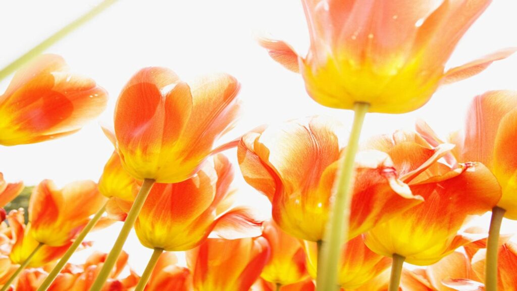 Vibrant Tulip Wallpaper: Bright Sunlit Orange & Yellow Blooms